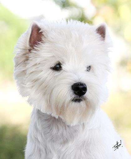 West Highland White Terrier 9Y788D-386.JPG